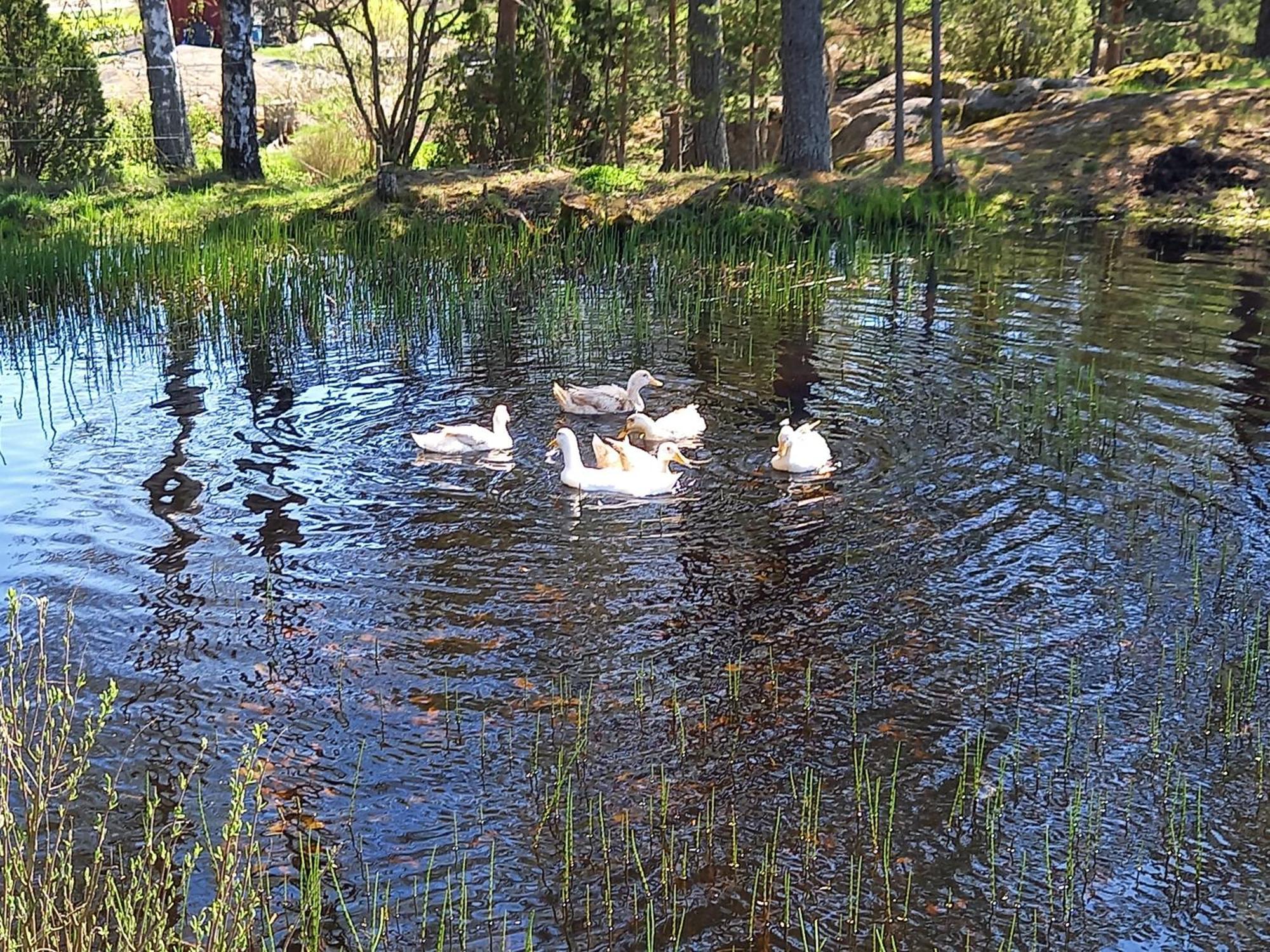 Sommaroe Stugor Föglö Kültér fotó